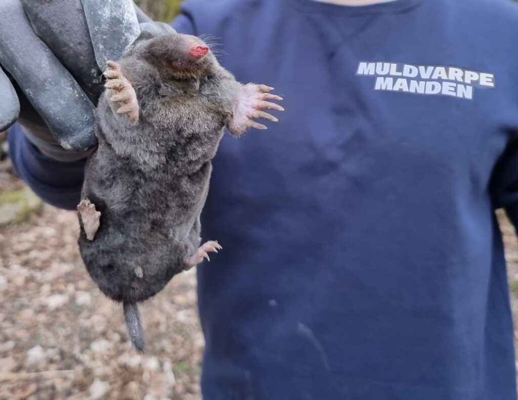 Muldvarpemanden har fanget en muldvarp