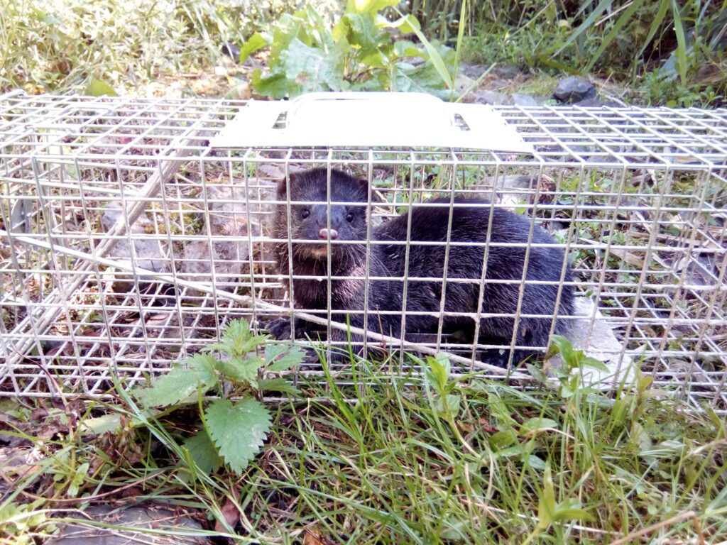 Mink i fælden