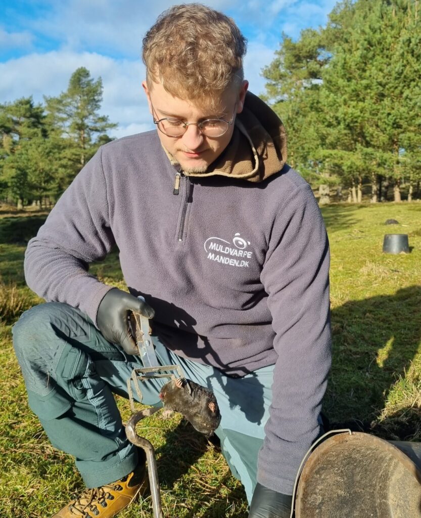 Muldvarpemanden, fangst i muldvarpesaks