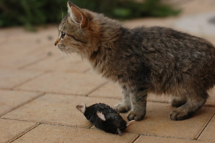 Kan katte fange muldvarpe?