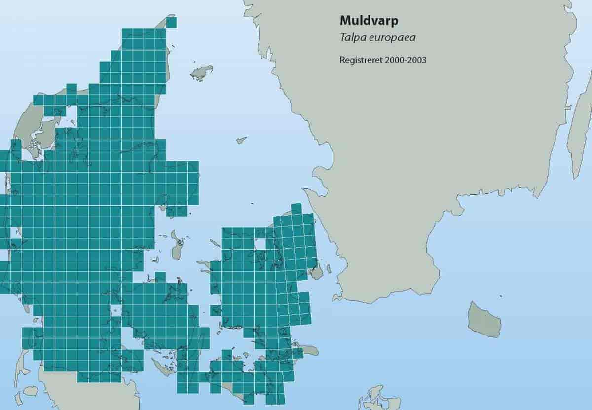 Findes der muldvarpe i hele danmark?