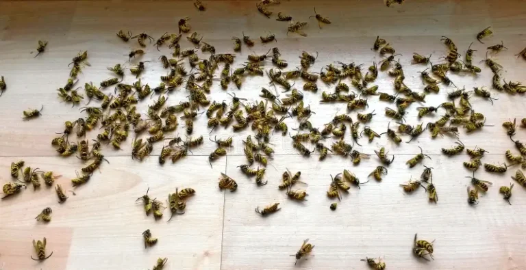 Døde hvepse – kolonien dør ud, boet bliver ikke brugt igen