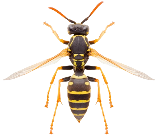 Polistes nimpha png