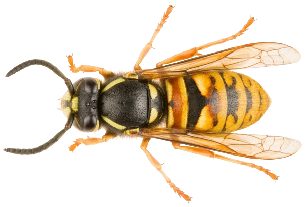 Vespula rufa png