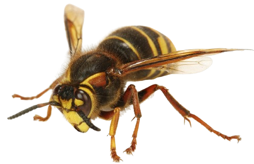 Dolichovespula media png