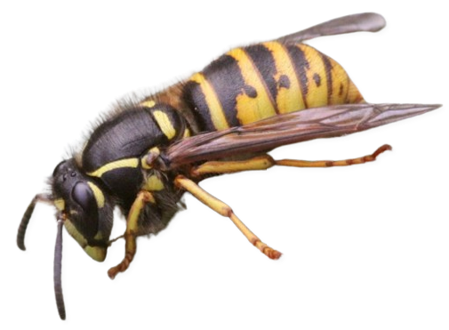 Dolichovespula saxonica png