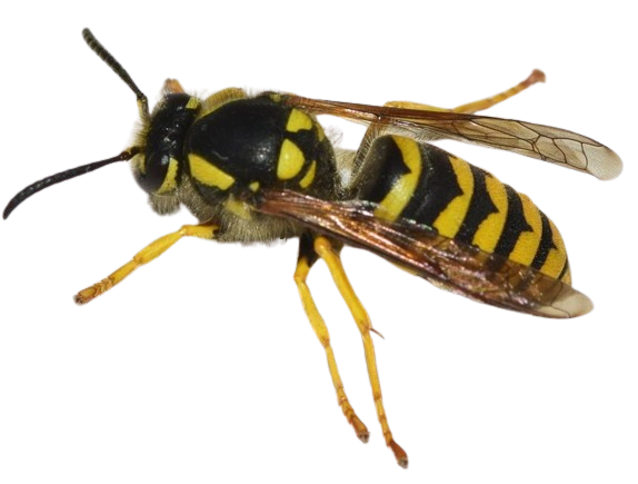 Dolichovespula sylvestris png no backround