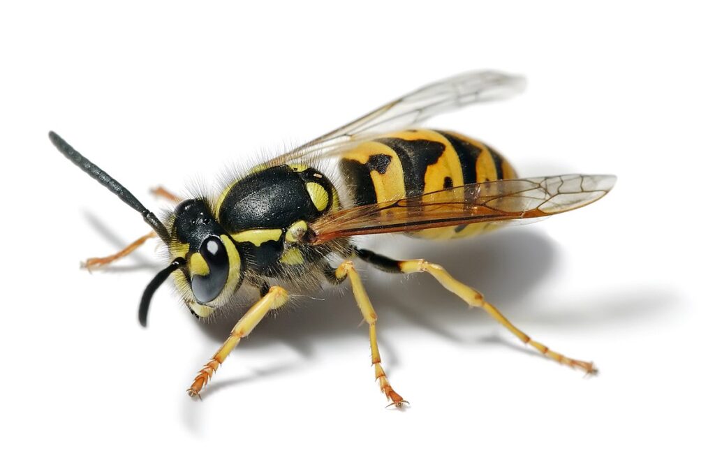 Tysk Gedehams (Vespula germanica)