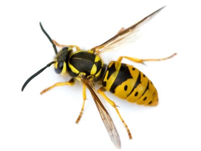 Vespula vulgaris