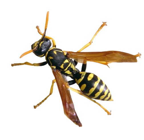 Polistes dominula png