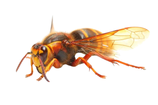 Vespa crabro Png