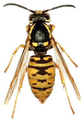 Vespula austriaca png