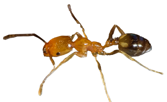 Faraomyre (Monomorium pharaonis) png