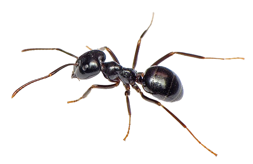 Orange myre (Lasius fuliginosus) png