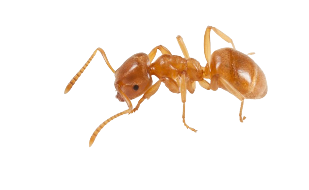 Gul engmyre (Lasius flavus) png