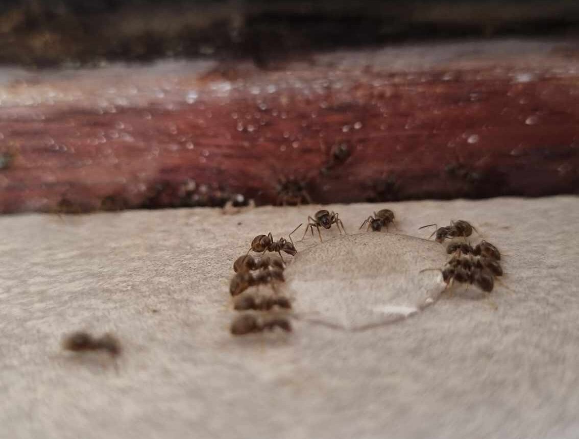 Ædegift mod myrer under gulvet – korrekt placeret lokkemad ved sokkel