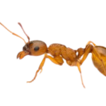 Kyststikmyre (Myrmica ruginodis)  png