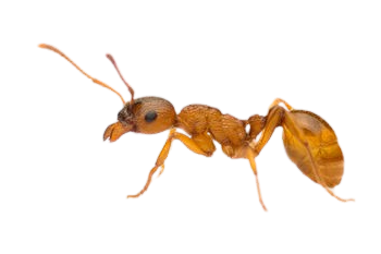 Kyststikmyre (Myrmica ruginodis) png