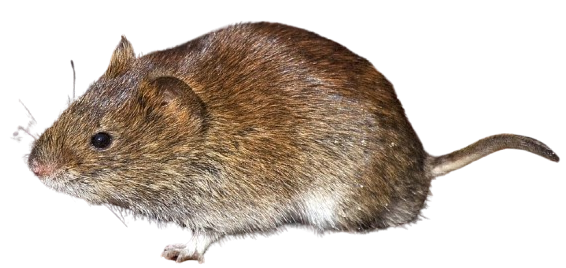 Rødmusen png