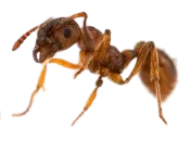 Mørk Stikmyre (Myrmica rubra var. levinodis) png