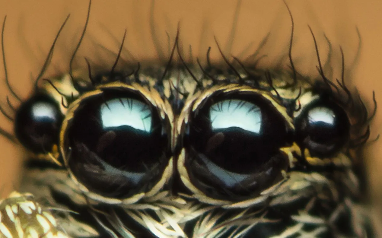 Edderkoppe øjne – nærbillede af øjenmønster på edderkop