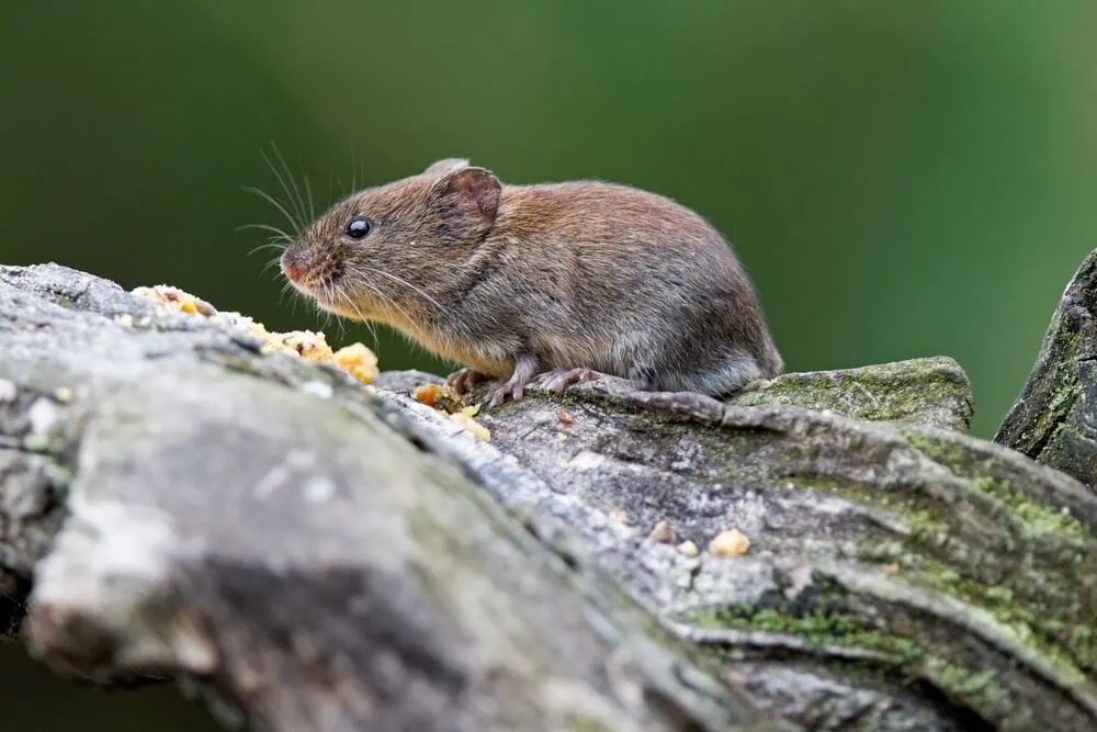 Mosegris unge – levende, kort hale og små ører