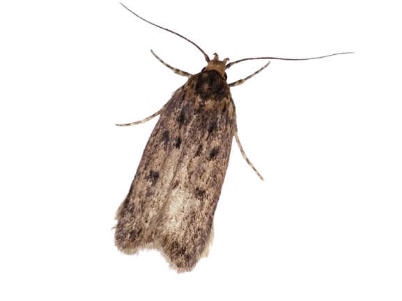 Frømøl – billede