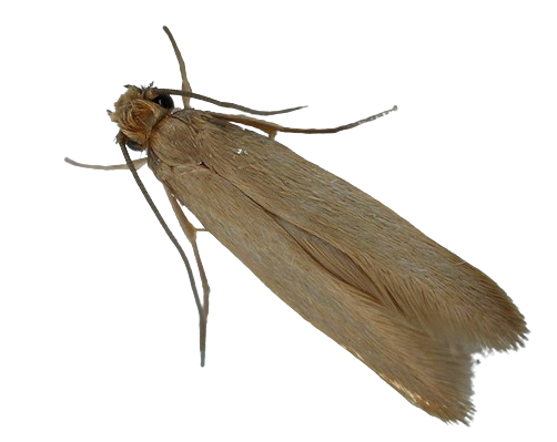 Klædemøl – billede