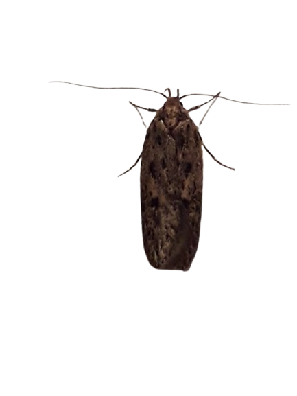 Pelsmøl – billede