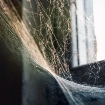 Edderkoppespind i hjørne