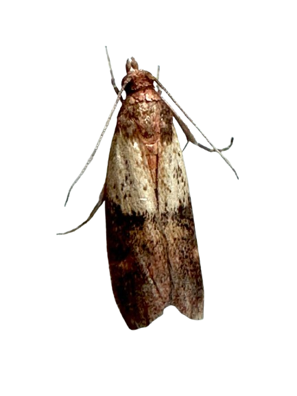 Tofarvet frømøl – billede