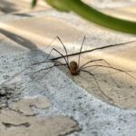 Langbenet edderkop eller stankelben?