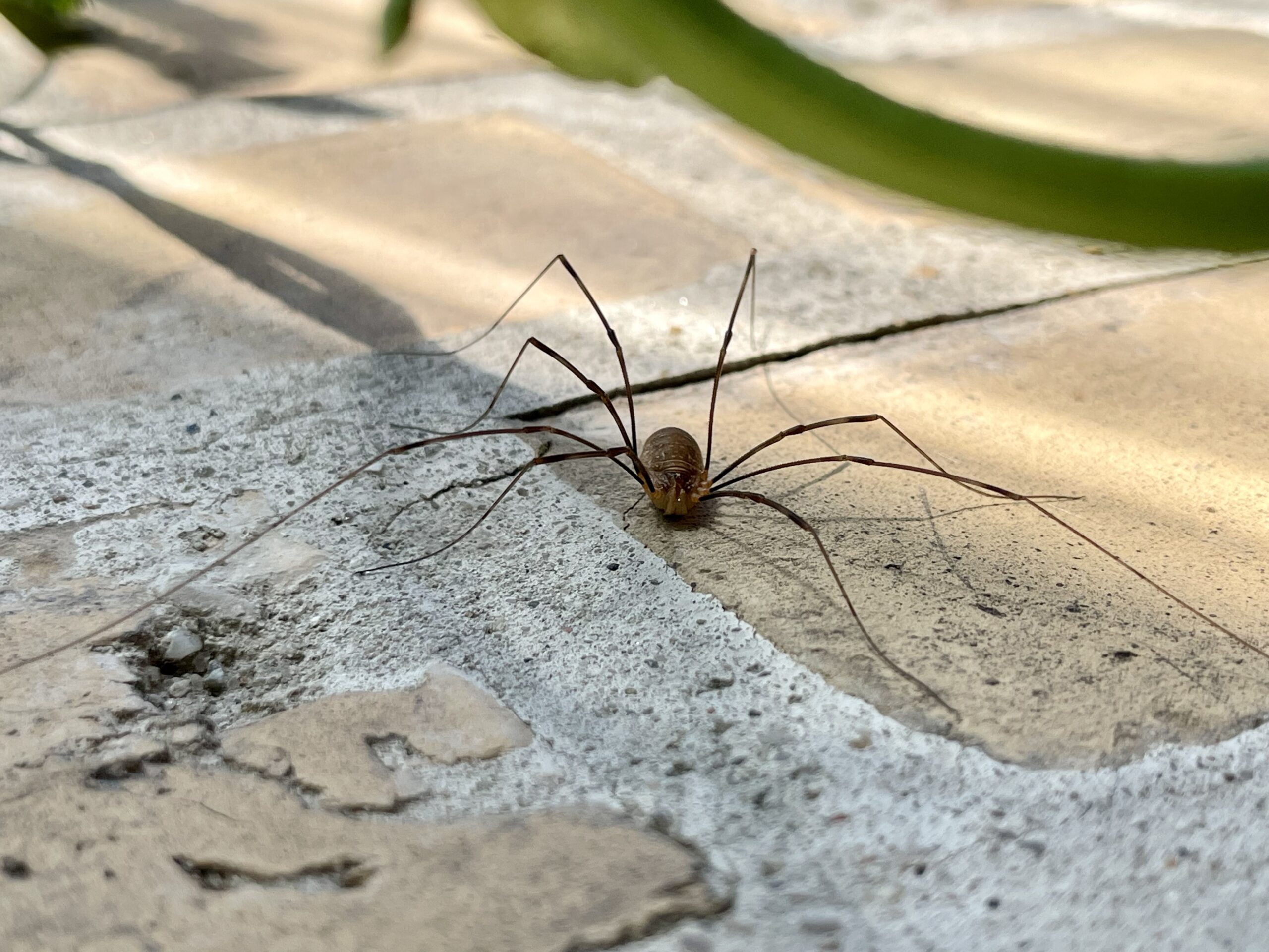 Langbenet edderkop (netbygger) ved loft – fint, uregelmæssigt spind