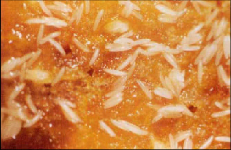 Bananflue æg – små hvide korn ved stilk og revner