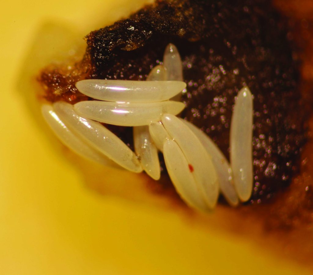 Nærbillede af bananflue æg – aflange, ca. 0,5 mm