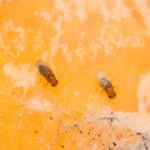 Små fluer i hjemmet