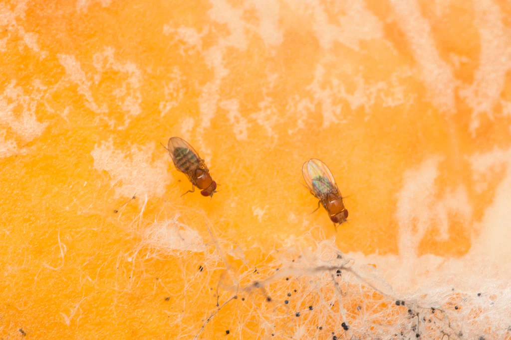 Bananfluer ved frugt og bioaffald