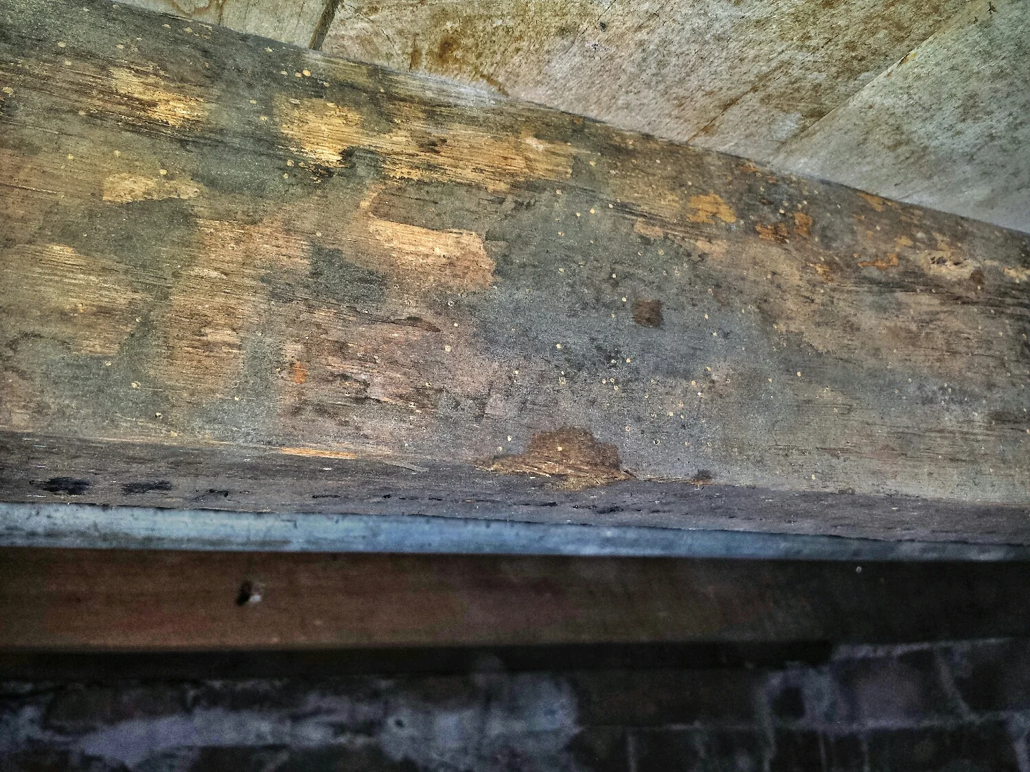 Borebille-angreb – friskt boremel og små runde huller