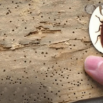 Borebiller eller Husbuk