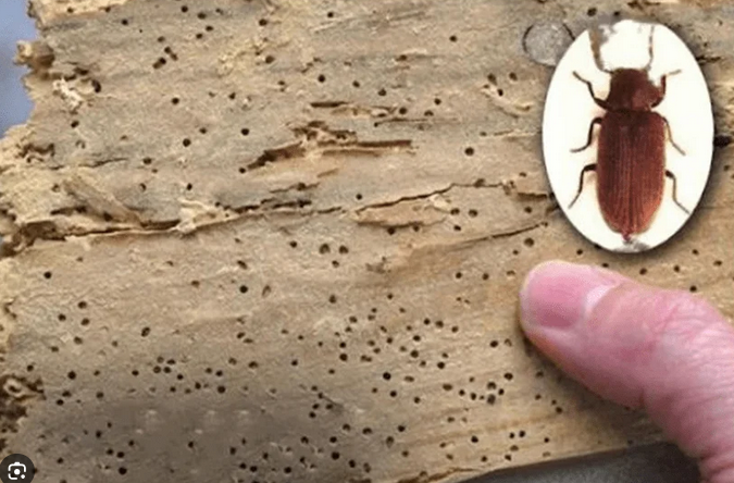 Nærbillede af flyvehul fra borebille i træ