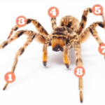 Hvor mange ben har en edderkop?