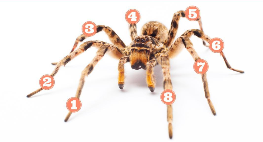 Edderkop med numre på alle 8 ben