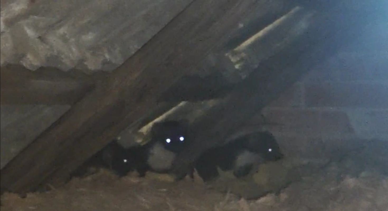 Husmår unger i skjul – billede af kuld