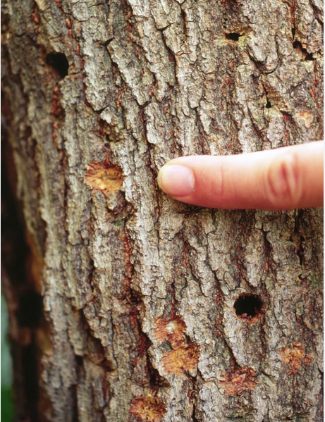 Husbuk-hul – større, ovalt hul ca. 6–10 mm