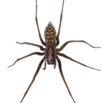 Danmarks største edderkop ( hus edderkop )