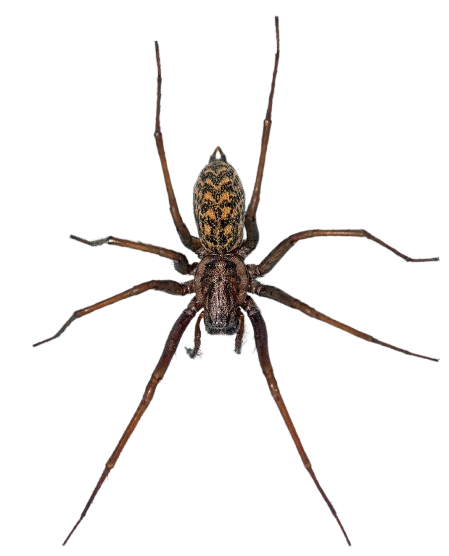 Husedderkop – stor, mørk edderkop, almindelig indendørs