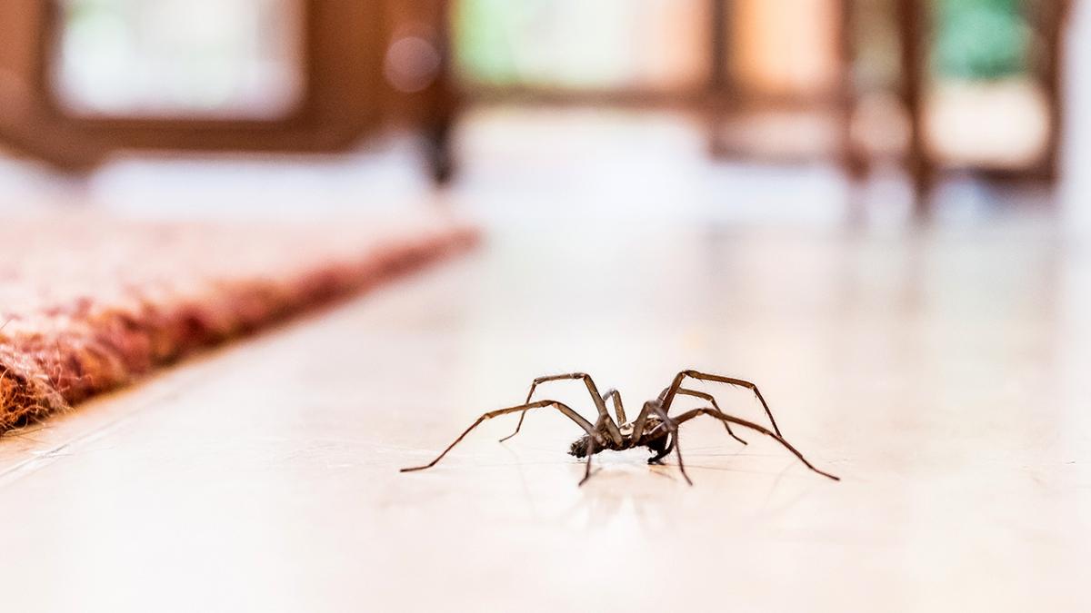 Husedderkop på gulv – set indenfor