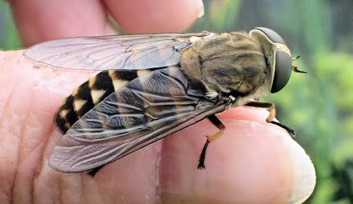 Klæg (hestebremse) – stor flue der bider