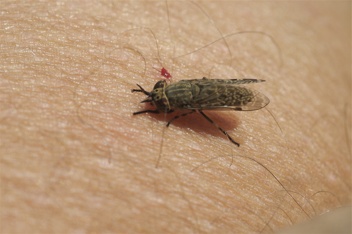 Klæg – nærbillede af hoved og munddele