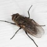 Fluer der bider i Danmark